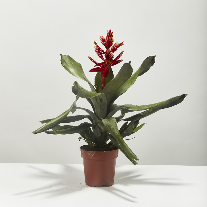 Aechmea elegant flame