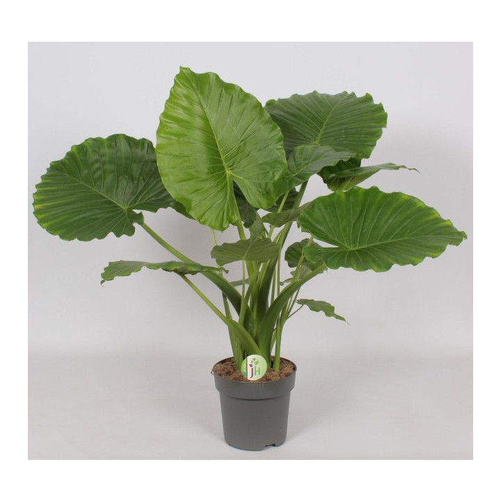 Alocasia gageana