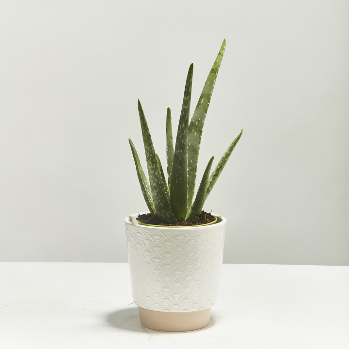Aloe vera