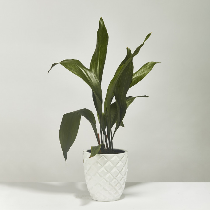 Aspidistra