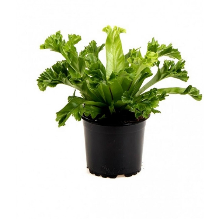 Asplenium osaka japanese bird s nest fern