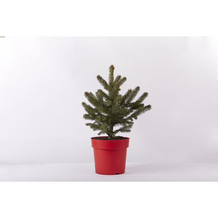 Classic christmas tree blue spruce