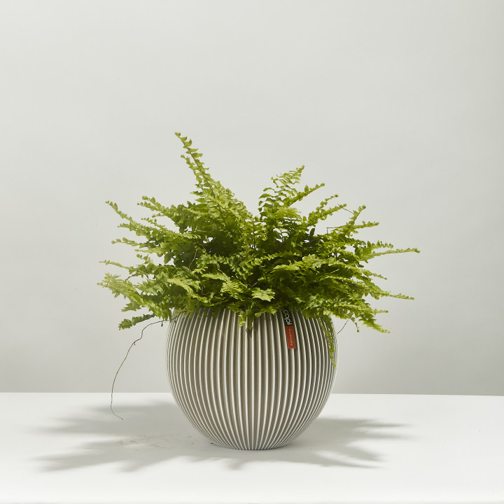 Boston fern