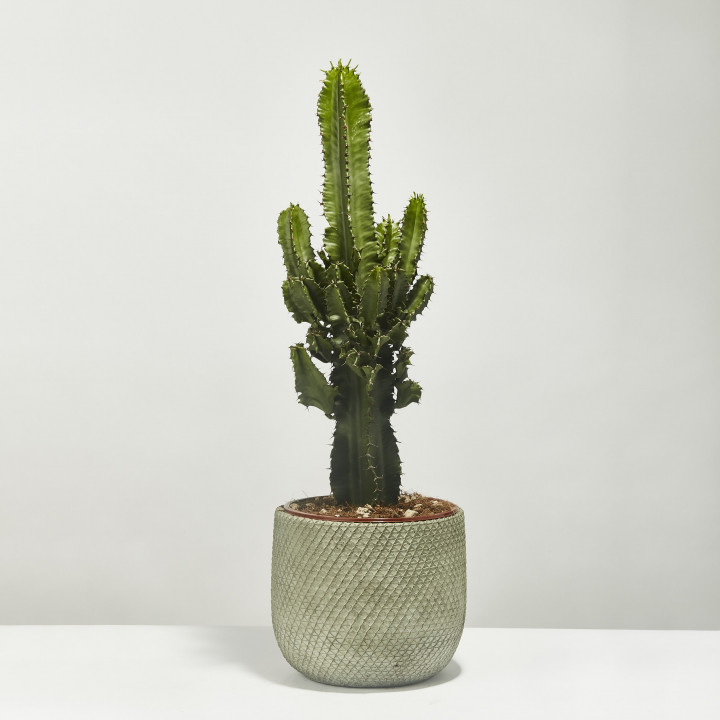 Cactus euphorbia