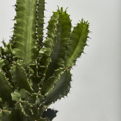 Cactus euphorbia