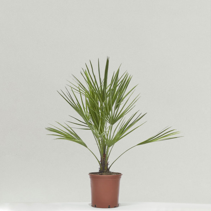 Chamaerops humilis