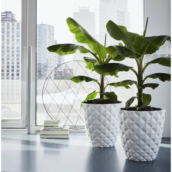 Dwarf cavendish banana tree