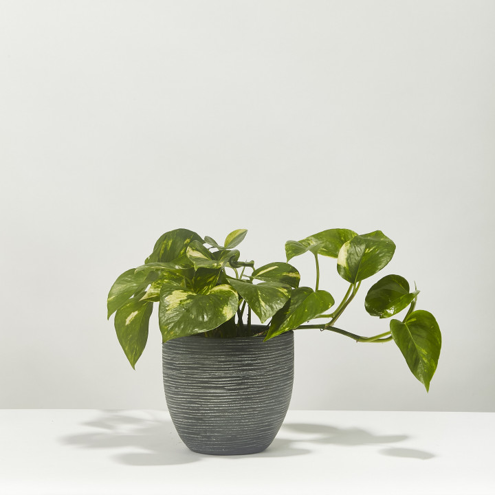 Devil s ivy epipremnum pinnatum