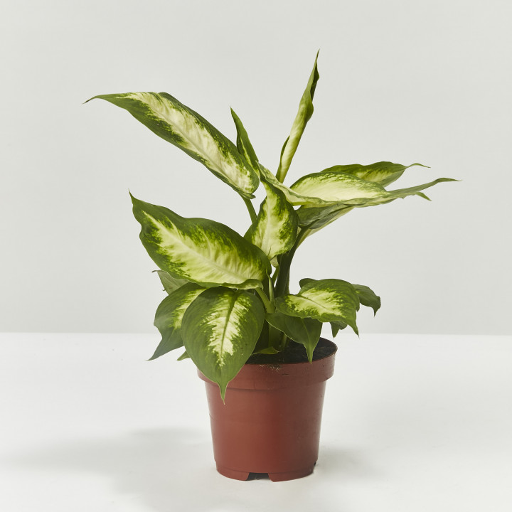 Dieffenbachia 25cm with white ceramic pot