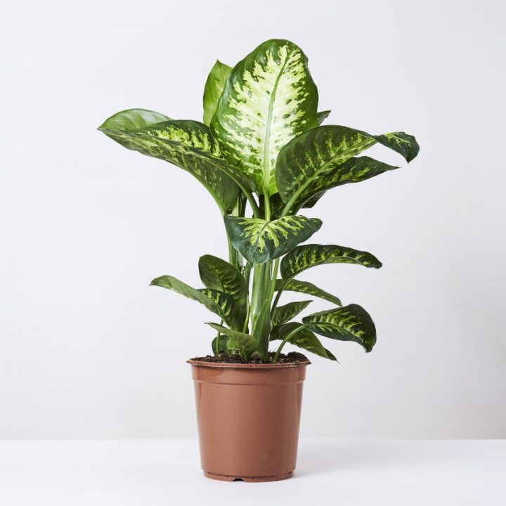 Dieffenbachia seguine