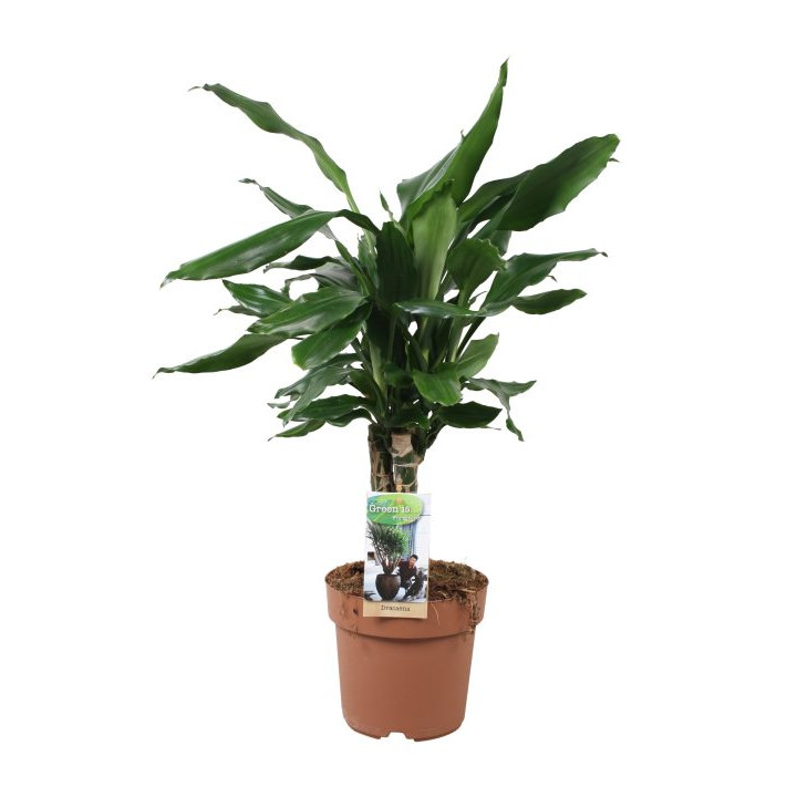 Dracaena fragrans steudneri