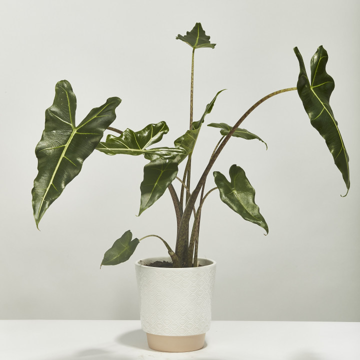 Elephant ear plant