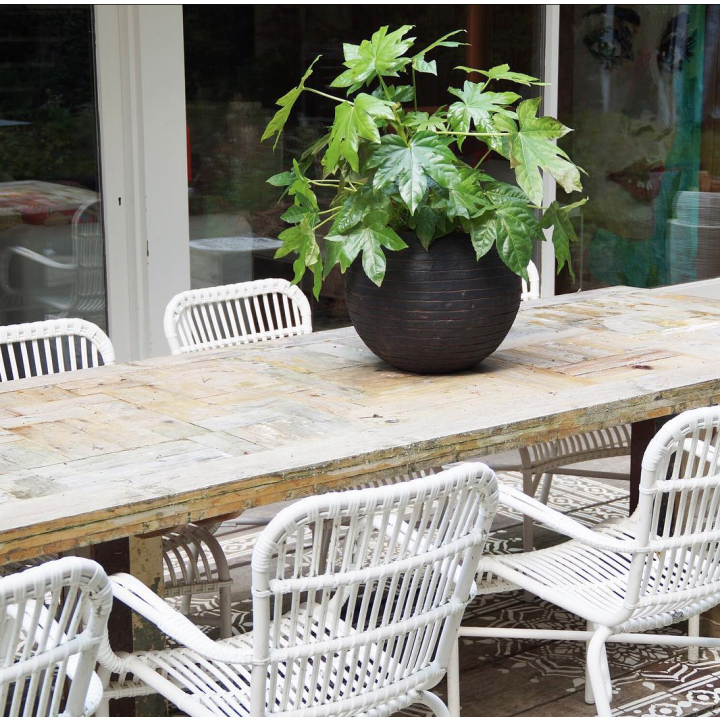 Fatsia japonica 2ltr pot