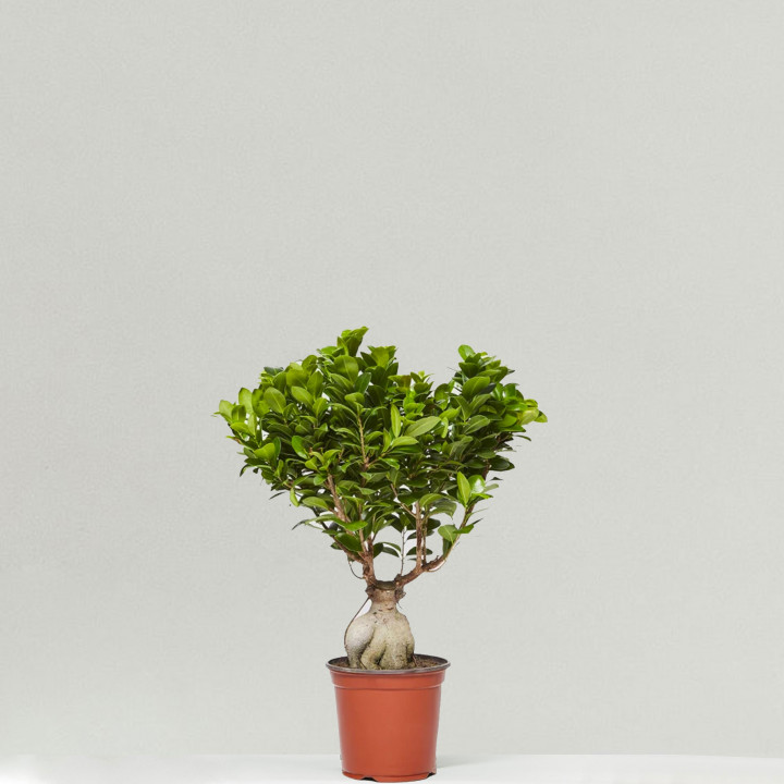 Ficus ginseng