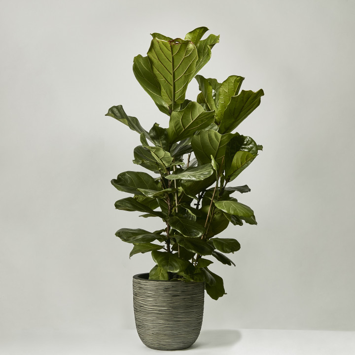 Fiddle leaf fig