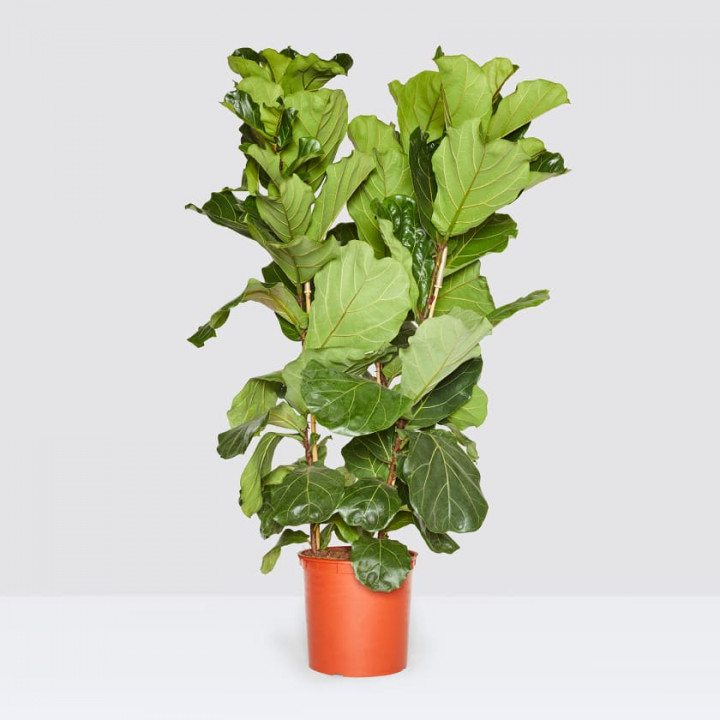 Fiddle leaf fig