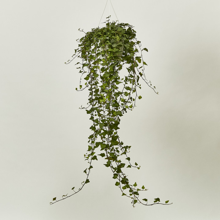 Hedera helix