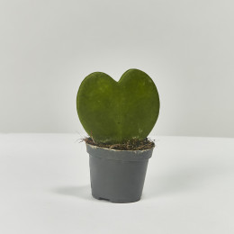 Sweetheart plant hoya kerrii