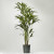 Kentia palm howea forsteriana 130cm