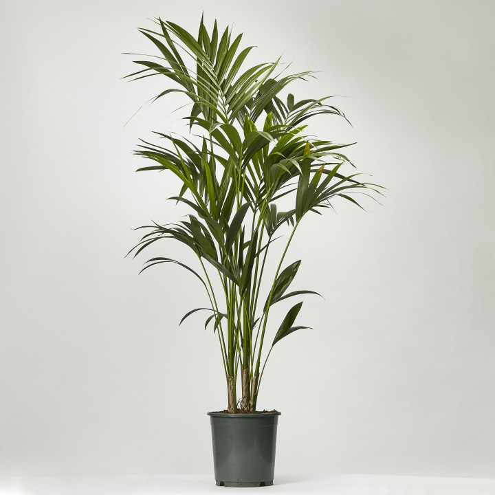 Kentia palm howea forsteriana