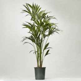 Kentia palm howea forsteriana 170cm