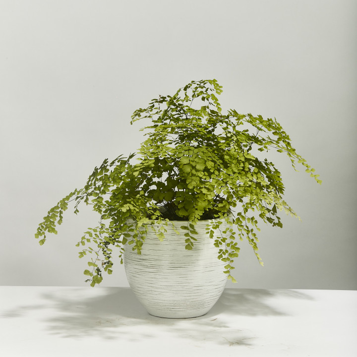 Maidenhair fern