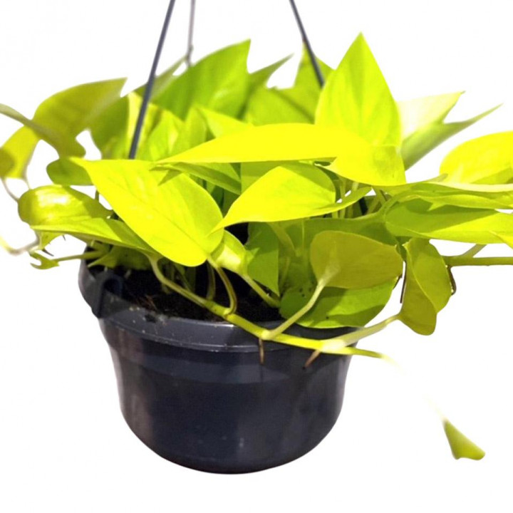Neon pothos devils ivy