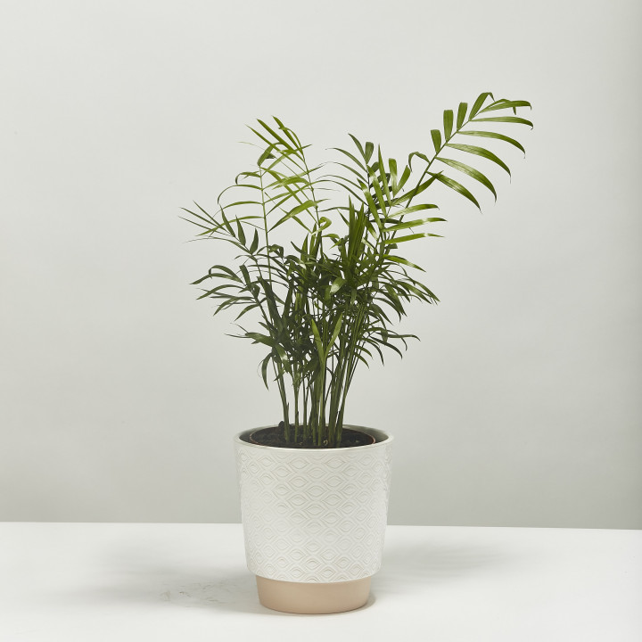 Parlour palm 30cm
