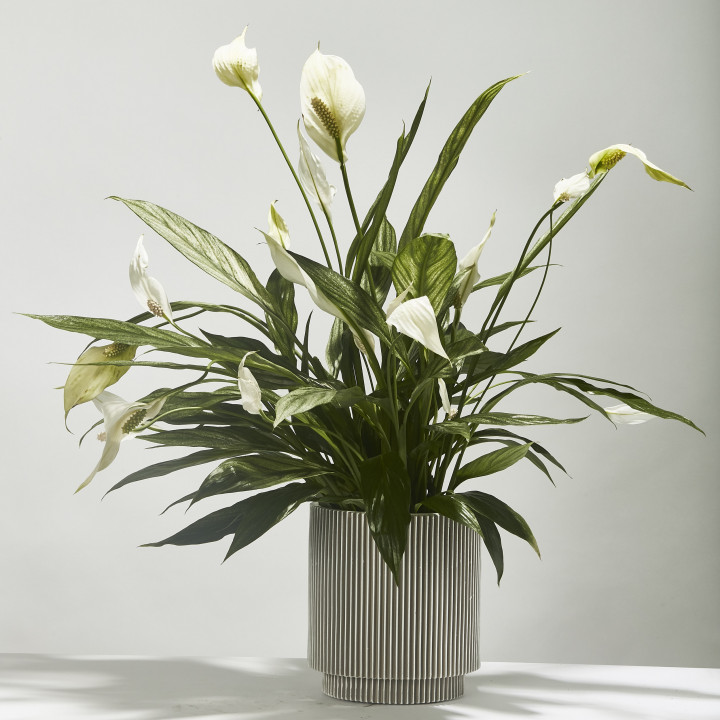Spathiphyllum peace lily