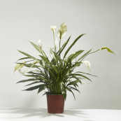 Spathiphyllum peace lily