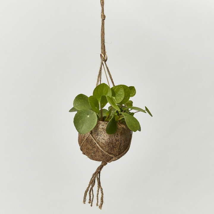 Chinese money plant string pot included