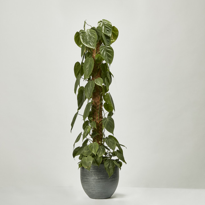 Philodendron scandens