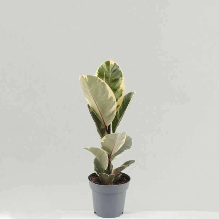 Rubber plant tineke