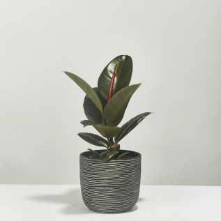 Rubber plant ficus elastica robusta 40cm