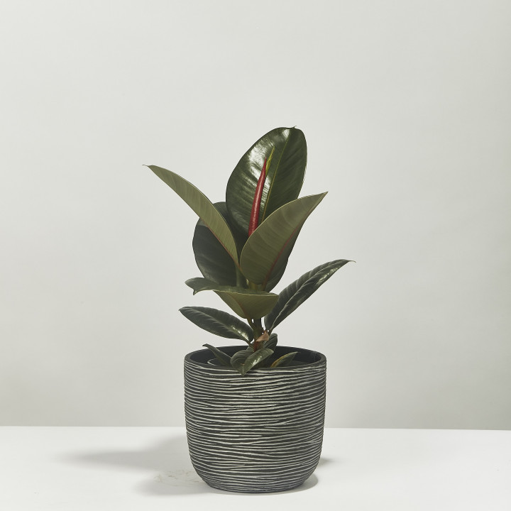Rubber plant ficus elastica robusta 40cm
