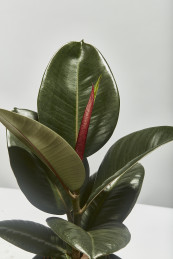 Rubber plant ficus elastica robusta 40cm