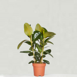 Rubber plant ficus elastica robusta 80cm