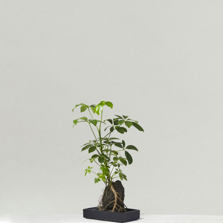 Schefflera on lava set