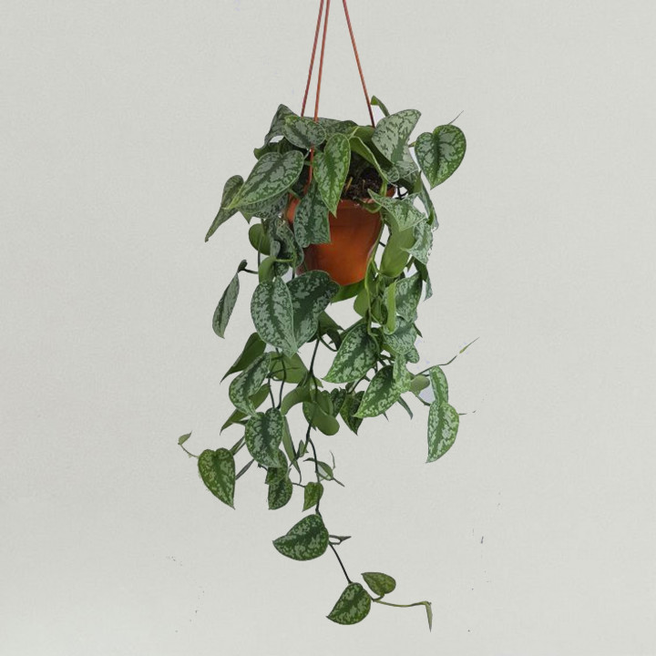 Satin pothos scindapsus pictus