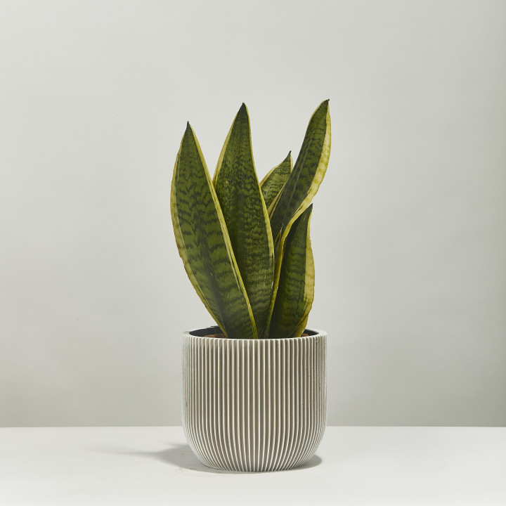 Snake plant sansevieria 40cm