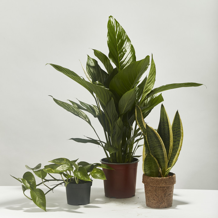 Starter unkillable plant set well almost