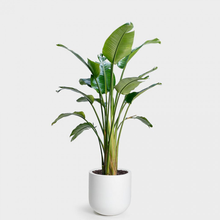 Giant bird of paradise strelitzia nicolai
