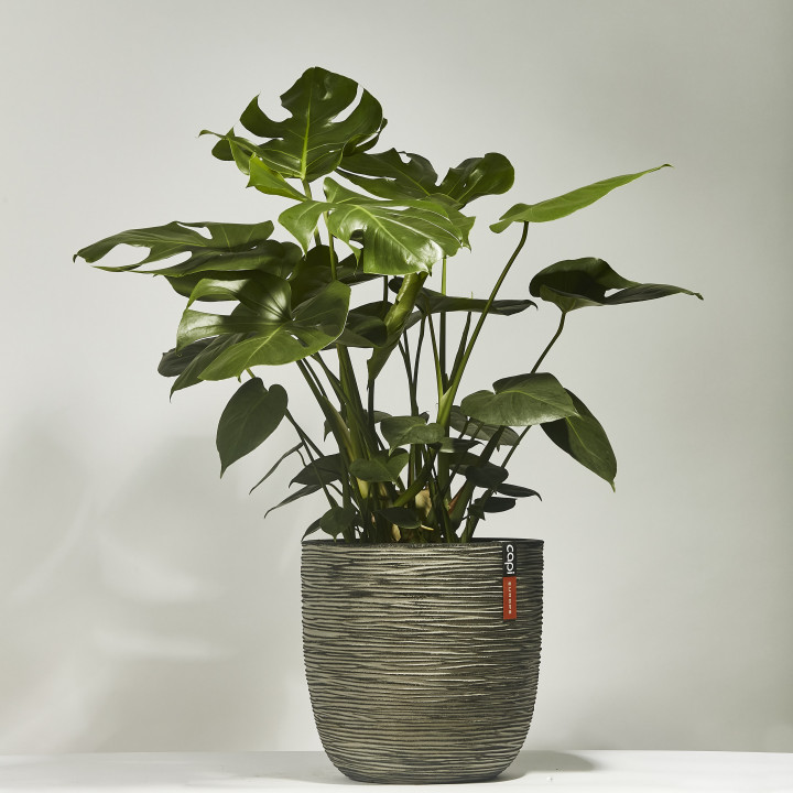 Swiss cheese plant 100cm