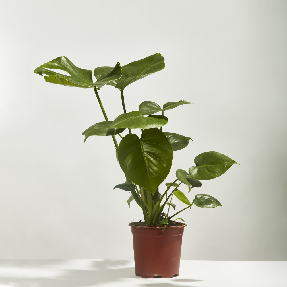 Swiss cheese plant Rathwood