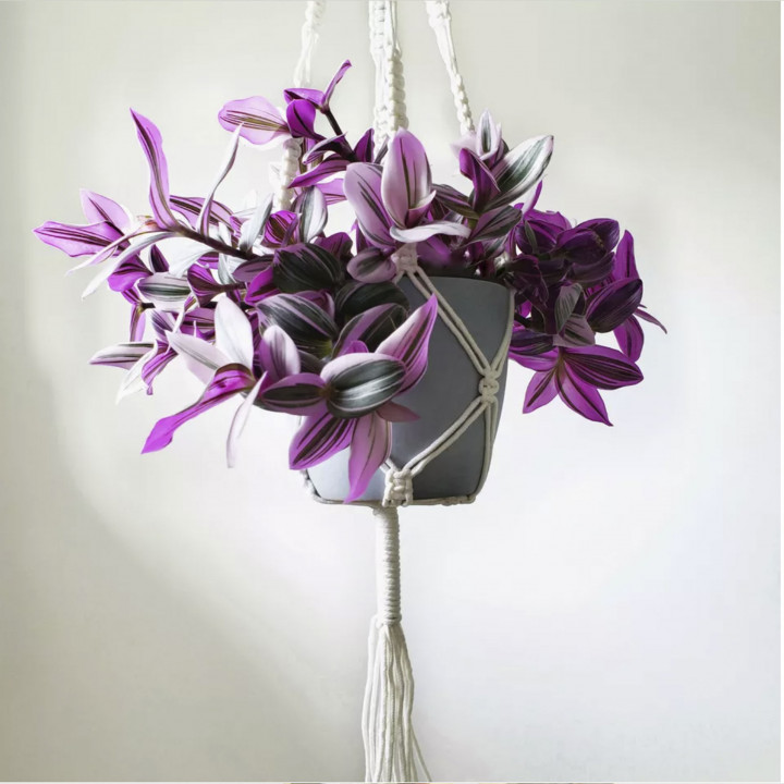 Tradescantia nanouk small