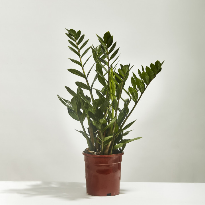 Zamioculcas