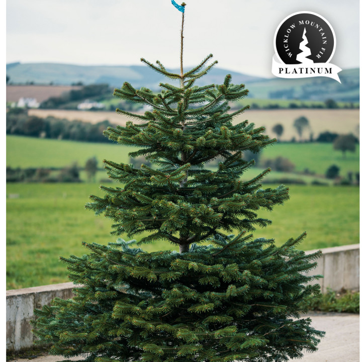Real 10ft wicklow mountain fir