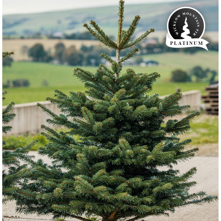 Real 5 5 5ft wicklow mountain fir