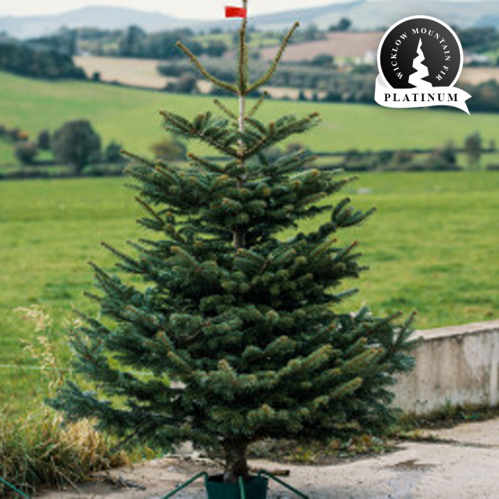 Real 6 6 5ft wicklow mountain fir
