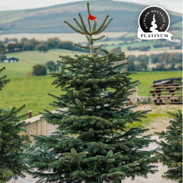 Real 7 7 5ft wicklow mountain fir